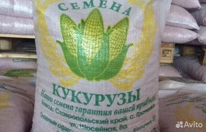 Семена кукурузы