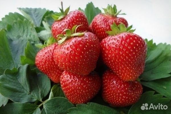 Рассада клубники Кимберли (зкс)