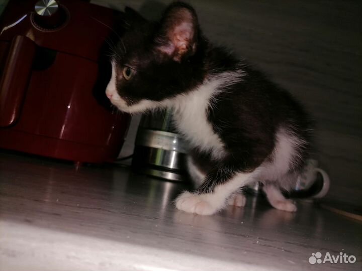 Отдам даром бесплатно животные