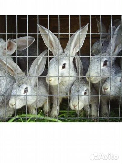 Кролики, серые