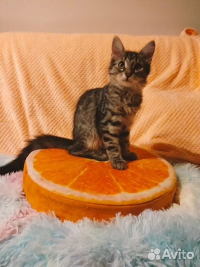 Пушистый котенок девочка