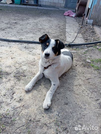 Щенок подросток