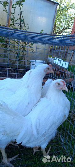 Куры домашние 