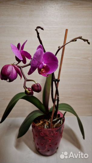 Орхидея фаленопсис