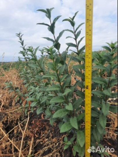 Бирючина саженцы для изгороди