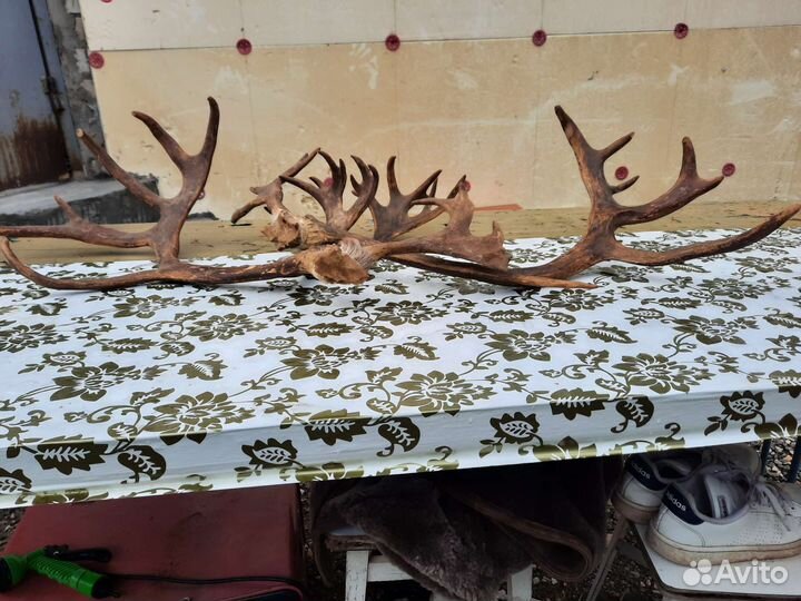 Продам рога оленя