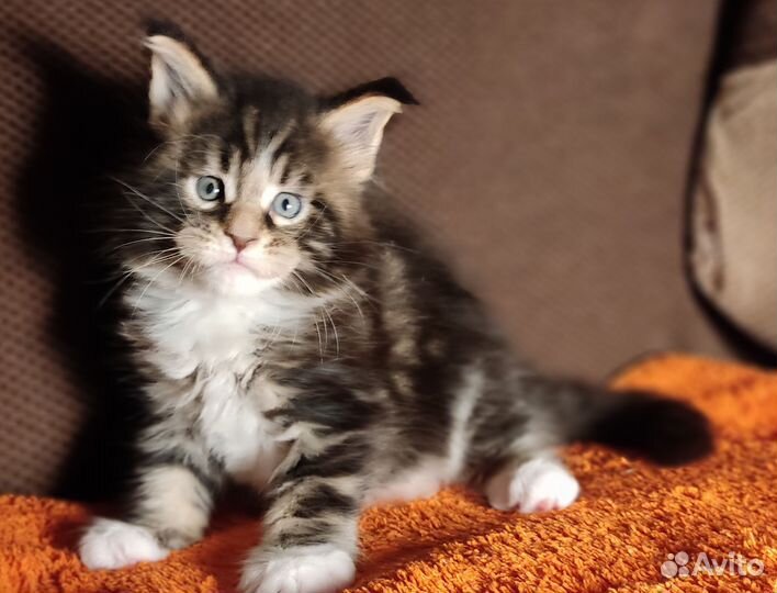 Котята Мейн Кун