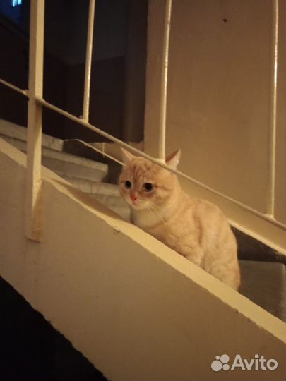 Кот сидит в подъезде, ищет хозяев