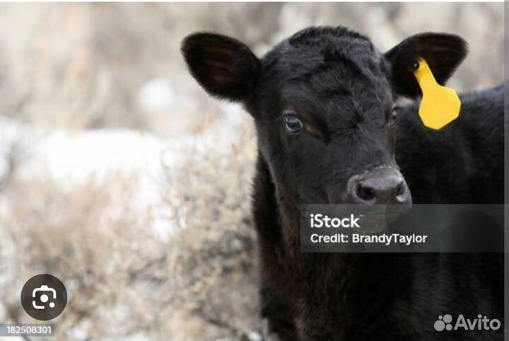 Телка телочка