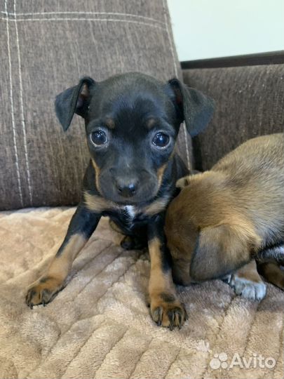 Той-терьер щенки