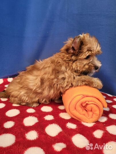 Рыжий яркий щенок йорк русская салонная