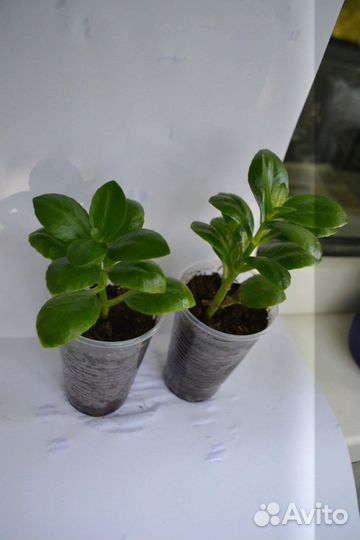 Каланхоэ цветущий