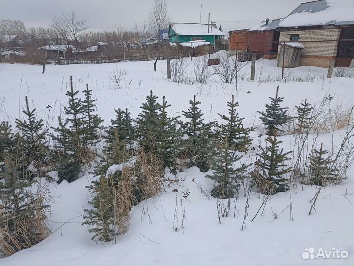 Ель голубая