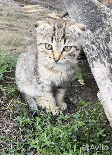 Шотландский вислоухий котенок мальчик бесплатно