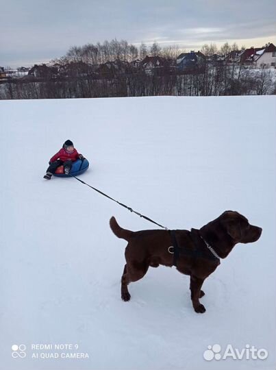 Кобель лабрадора вязка