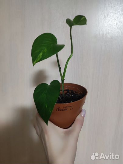 Эпипремнум варигаиный