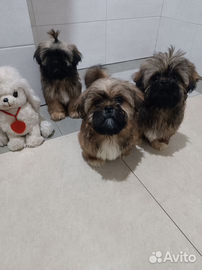 Мальчики. Полностью привиты