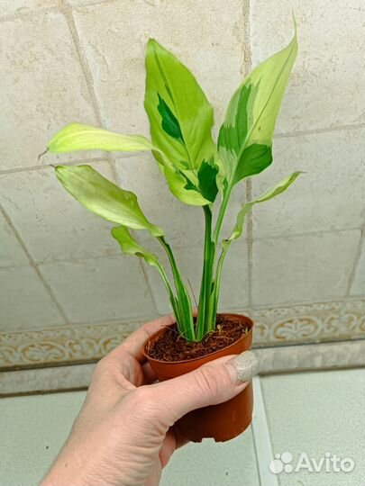 Спатифиллум Волшебник wizard