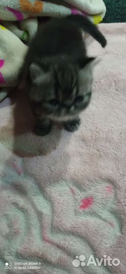 Экзотический котёнок