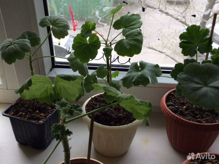 Пеларгония герань