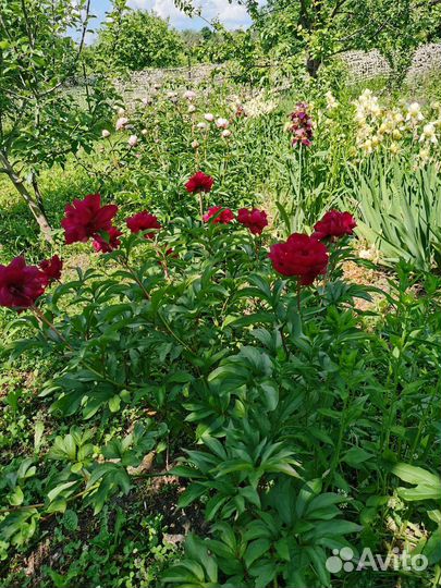 Цветы пионы