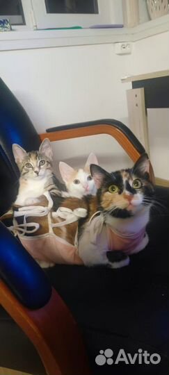 Котята в добрые руки