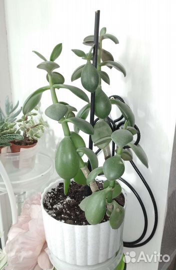 Толстянка, денежное дерево