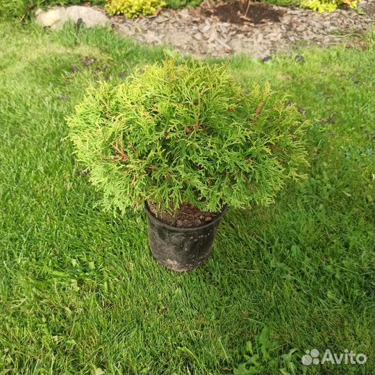 Туя. Цена за одну штуку
