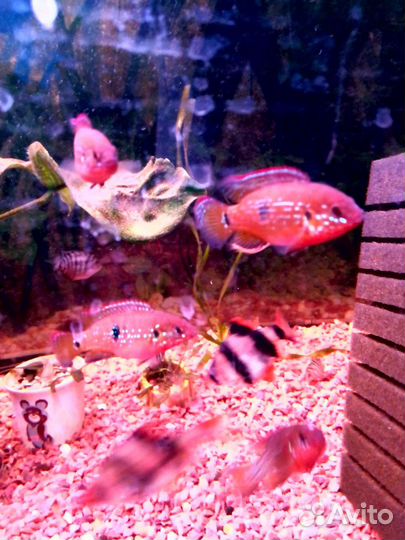 Аквариум и рыбки