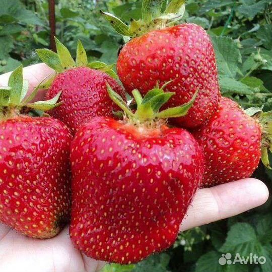 Продаю саженцы сортовой клубники
