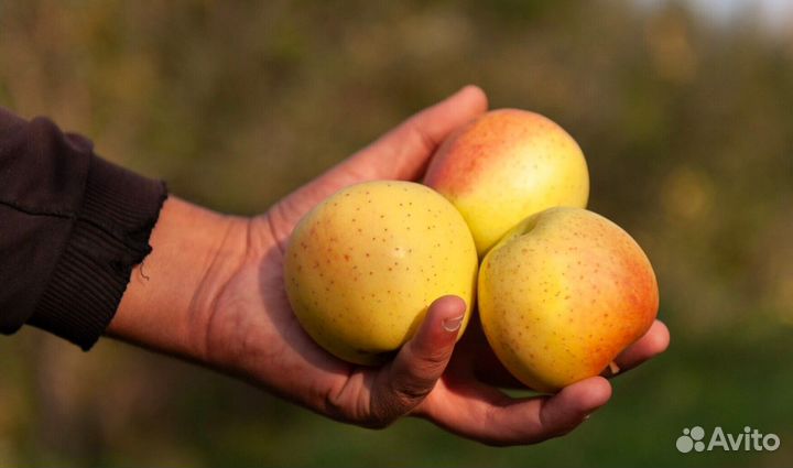 Разнорабочий вахта