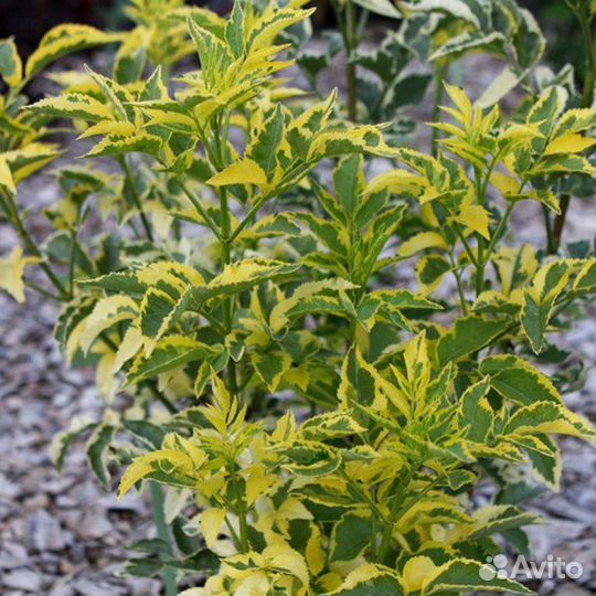 Бузина черная