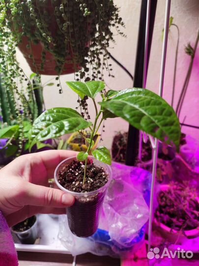 Пассифлора северная укорененные черенки