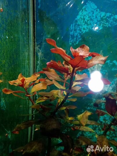 Людвигия Рубин