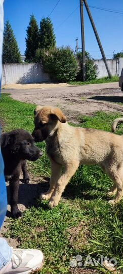 Щенки в добрые руки