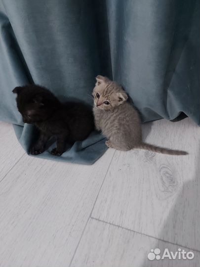 Отдам котят