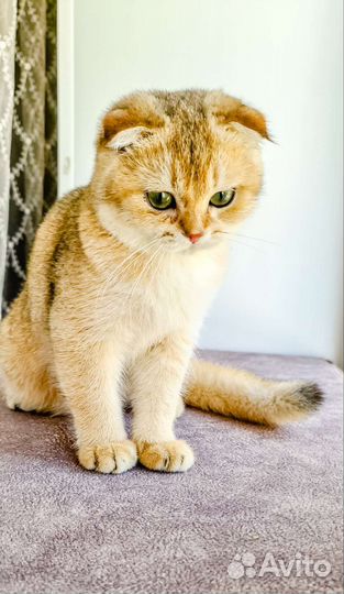 Шотландский котенок-девочка