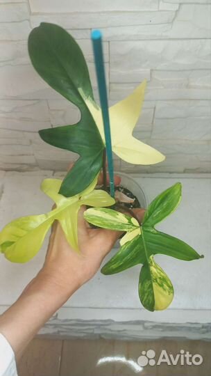 Филодендрон magic mask