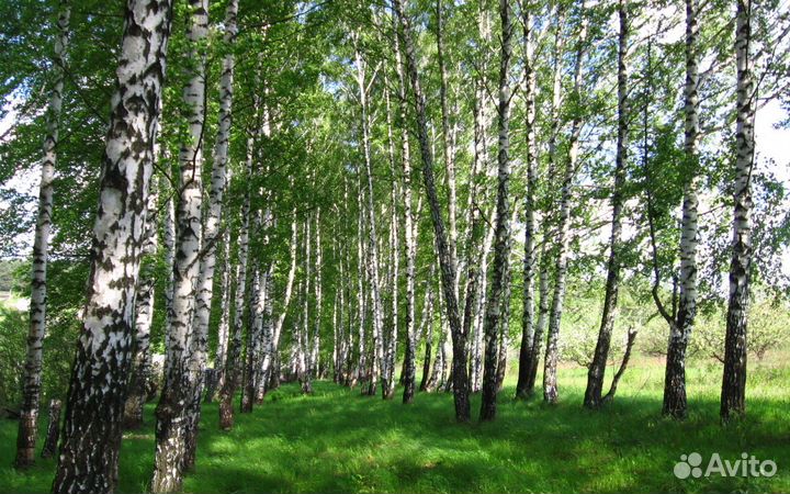 Ищу компаньона