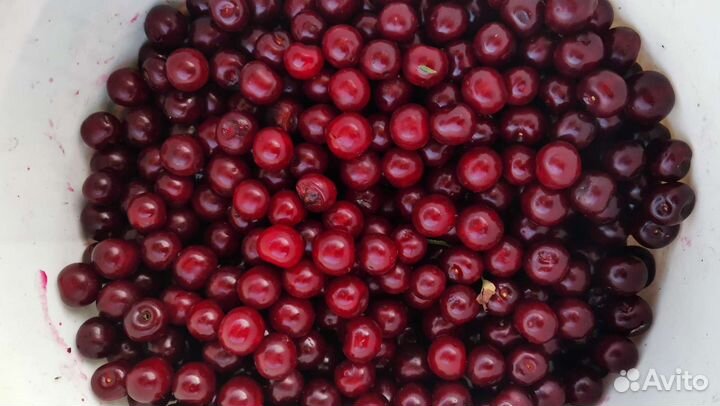 Абрикос, слива, вишня саженцы