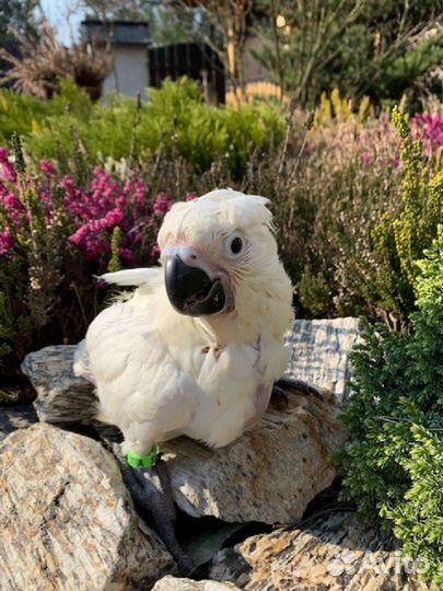 Птенцы попугая какаду альба абсолютно ручные