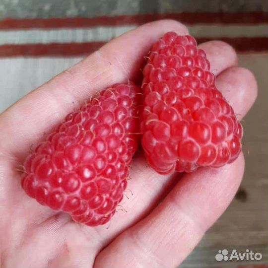 Саженцы яблони