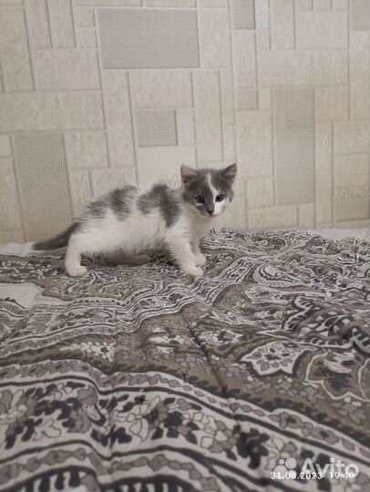 Отдам котенка (девочку) в добрые руки