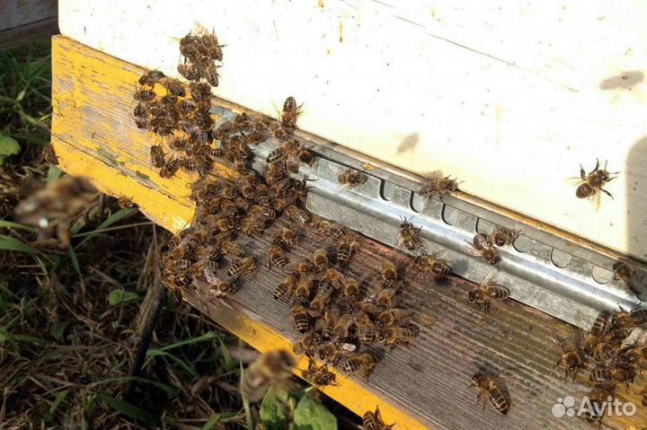 Продам пчёл