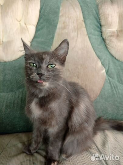 Кошка