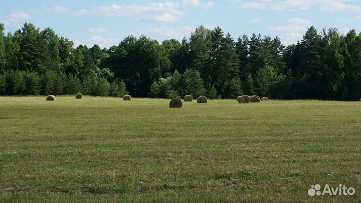 Сено 2023 года