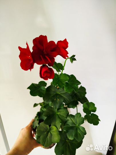 Пеларгония (герань) плющелистная