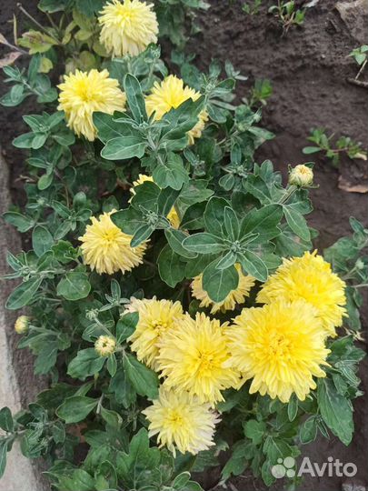 Хризантемы летние