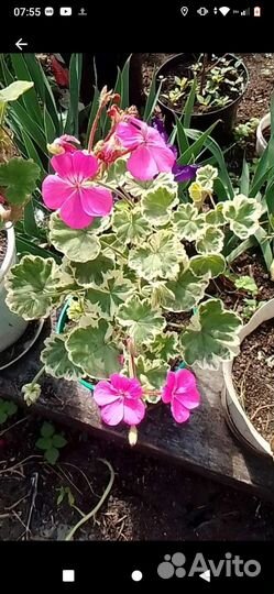 Герань комнатная