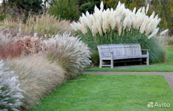 Рулонный,посевной газон